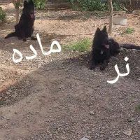 نر و ماده ژرمن بلک حرفه ای