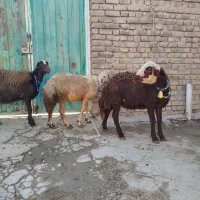 بره ماده افشار|حیوانات مزرعه|بروجرد, |دیوار