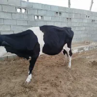 سه تا گاو جوان|حیوانات مزرعه|نورآباد ممسنی, |دیوار