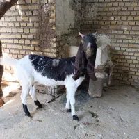 حیوانات|حیوانات مزرعه|ایذه, |دیوار