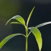 خدمات کشاورزی شخم زنی