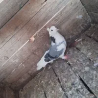 چند کبوتر سرحال|پرنده|هشتگرد, شهرک اداری|دیوار