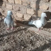 نرو ماده دمسفید
