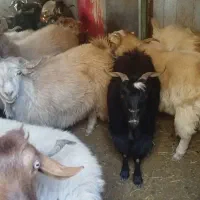 سی عدد نری بزرگ بفروش می‌رسد تکی  یجایم میدم|حیوانات مزرعه|نرماشیر, |دیوار