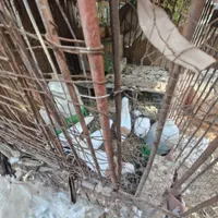 طوقی هفت رنگ و لیمویی مهر بدون غلطی|پرنده|بافق, |دیوار