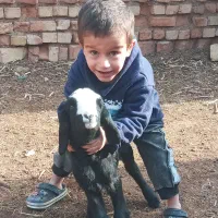 گوسفندشال اصیل ۱|حیوانات مزرعه|سیرجان, |دیوار