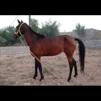 مادیون عربی|اسب و تجهیزات اسبسواری|شوشتر, |دیوار