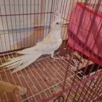 عروس هلندی نر البینو|پرنده|صدرا-فارس, فاز ۱|دیوار