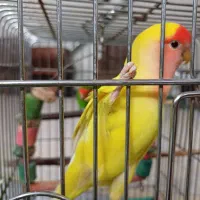 یک جفت طوطی برزیلی به همراه ۴ عدد جوجه