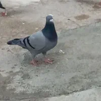 یه سبز با یه ابلغ کوهی|پرنده|کوهمره, |دیوار