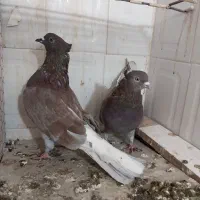 سرور کاکل .زرد .شازده هما تخت دمسفید|پرنده|اصفهان, باغ فدک|دیوار