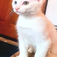 گربه اسکاتیش سفید چشم دو رنگ