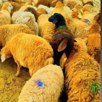 فروش گوسفند زنده /پرورش یافته در روستای سرسبز|حیوانات مزرعه|تهران, شهید رجایی|دیوار