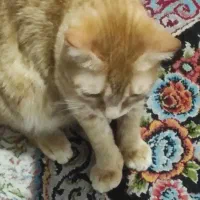 واگذاری رایگان گربه|گربه|پاکدشت, پاکدشت (مامازند)|دیوار