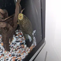 ماهی کت اسپرت