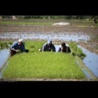 نشاگر هستیم