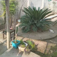 .سوییت برای خانواده ۲نفره تهرانی ..مبله اگه بخواین|اجارهٔ خانه و ویلا|رشت, پسیخان|دیوار