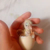 جوجه و تخم مرغ لاری اوشامو