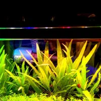 گیاه طبیعی بدونco2 کم توقع قابل کاشت در شن عادی|ماهی|ملایر, |دیوار