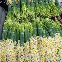 پخش وعمده گل نرگس شهلا