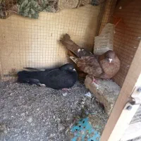 سلام فروشی کبوتر 4جفت