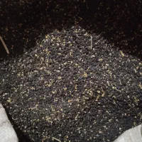 بذر پیاز قرمز هرسین