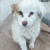 توله سگ اشپیتز|سگ|مشهد, صیاد شیرازی|دیوار