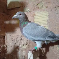 ماده آبگل سبز|پرنده|سبزوار, قصبه شرقی|دیوار