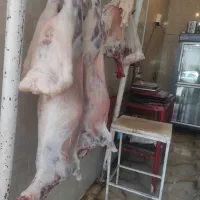 گوشت بره تازه درجه یک قصابی نادری