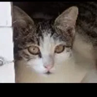 گربه گم شده در ابهر حوالی ثبت احوال کوچه خانصنمی|گربه|ابهر, |دیوار