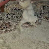 واگزاری گربه|گربه|فولادشهر, B1|دیوار