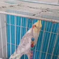 پرنده عروس هلندی آماده جفت