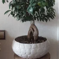 درختچه بنسای