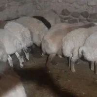 بره نره ۳۰ عدد پشم هاشو زدم|حیوانات مزرعه|شیروان (خراسان), |دیوار