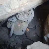 تقریبا سه کیلو عسل طبیعی اصل اصل کیلو ۳۵۰۰|خوردنی و آشامیدنی|لیکک, |دیوار