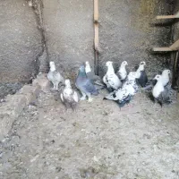 کفتر رنگی|پرنده|شیراز, گویم|دیوار
