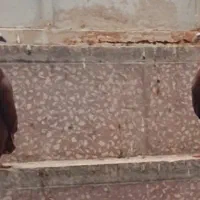 کبوتر فروشی  سرخ