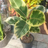 فیکوس هفتاد و پنج تمام کادویی شیک|گل و گیاه طبیعی|اصفهان, سرچشمه|دیوار