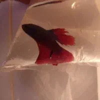 فایتر مولد|ماهی|سلماس, |دیوار