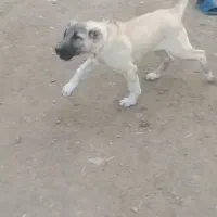 سگ سرابی|سگ|اردبیل, |دیوار