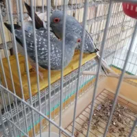 کبوتر الماسی زینتی ریز جثه تزئینی|پرنده|نی‌ریز, |دیوار