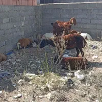 گوسفند داشتی|حیوانات مزرعه|انبارآلوم, |دیوار