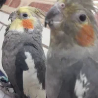 عروس پاریس|پرنده|سوسنگرد, |دیوار