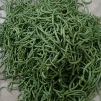 لوبیا سبز تازه ارگانیک