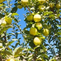 سیب|خوردنی و آشامیدنی|زمکان, |دیوار
