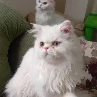 یک جفت پرشین چشم دورنگ