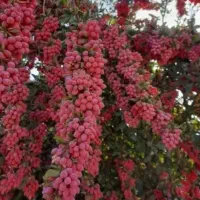 خرید وفروش زرشک تازه وخشک
