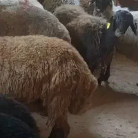 گوسفند با بره