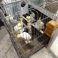 عروس هلندی بالغ