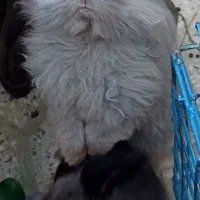 خرگوش لوپ هلندی|موش و خرگوش|بندرعباس, |دیوار